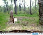 Live Wildlife Deer Camera